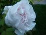 Johanna Gilbert peony photo