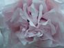 Johanna Gilbert peony photo