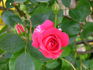 Pretty Pink ® rose photo
