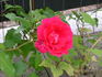 Pretty Pink ® rose photo