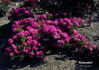 Rivierenhof rose photo