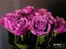 Cool Water rose photo