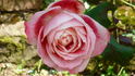 Priyatama rose photo
