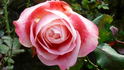 Priyatama rose photo