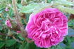 Maréchal Davoust rose photo