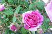 Maréchal Davoust rose photo
