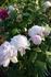Marguerite de Roman rose photo