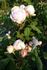 Marguerite de Roman rose photo