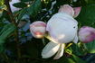 Marguerite de Roman rose photo