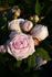 Marguerite de Roman rose photo