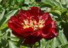 Robert W. Auten peony photo