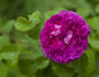 Lafayette rose photo