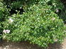 Queen Mother rose photo