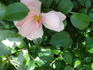 Queen Mother rose photo
