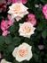 Diana rose photo