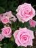 Baby Boomer rose photo