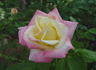 Florence Mayer rose photo