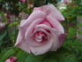 Mom's Rose rose photo