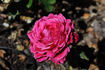 Belgica rose photo