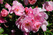 Encore rose photo