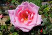 Henry Ford rose photo