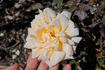 Janet rose photo