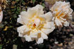 Janet rose photo