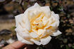 Janet rose photo