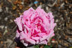 Lady Wenlock rose photo