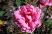 Lady Wenlock rose photo