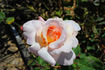 Lemon Ophelia rose photo