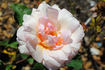 Lemon Ophelia rose photo