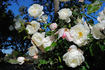 Purity rose photo