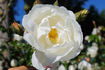 Purity rose photo