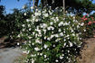Purity rose photo