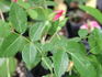 42-03-02 rose photo