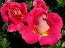Miss Behavin'™ rose photo