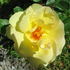Cläre Grammerstorf rose photo