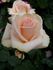 Diana rose photo