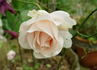 White Majesty rose photo