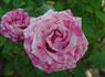 Zebra rose photo