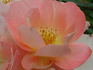 Rachel Bowes Lyon rose photo