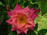 In Memory rose photo