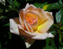 Empress Michiko rose photo