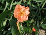 Tangerine Jewel ™ rose photo