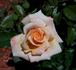 Bright Delight rose photo
