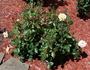 Bright Delight rose photo