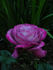 Monet rose photo