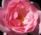 Canterbury rose photo