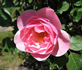 Canterbury rose photo